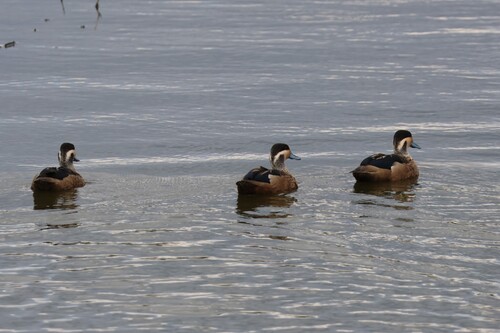 iNaturalist image