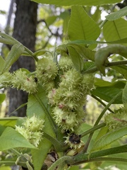 Phylloxera spinosa
