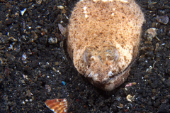 Brachysomophis crocodilinus