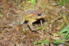 Incilius porteri