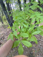 Phylloxera spinosa