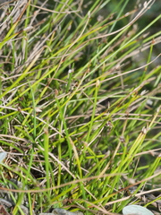 Isolepis cernua cernua