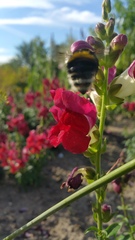 Bombus