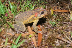 Incilius porteri