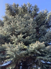 Picea pungens