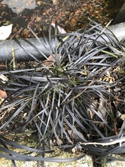 Ophiopogon