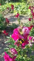 Bombus
