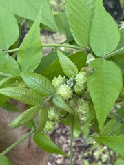 Phylloxera spinosa