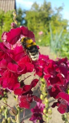 Bombus