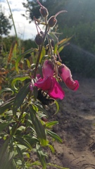 Bombus