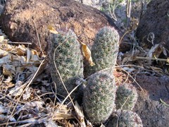 Mammillaria sheldonii