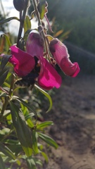 Bombus