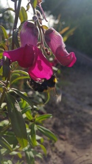 Bombus