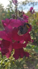 Bombus