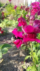 Bombus