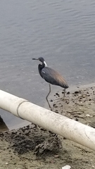 Egretta tricolor