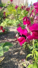 Bombus