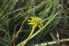 Aloe craibii