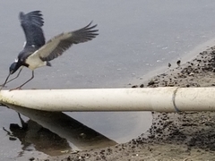Egretta tricolor
