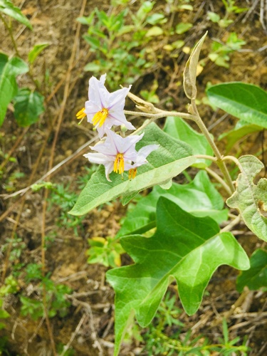 Solanum paniculatum