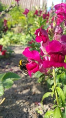 Bombus