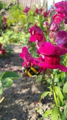 Bombus