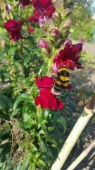 Bombus