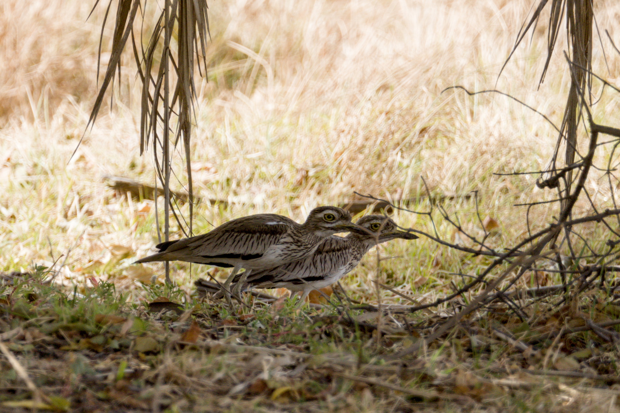 Senegal Thick-knee (Burhinus senegalensis), photo 1