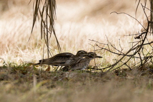 Senegal Thick-knee (Burhinus senegalensis), photo 2
