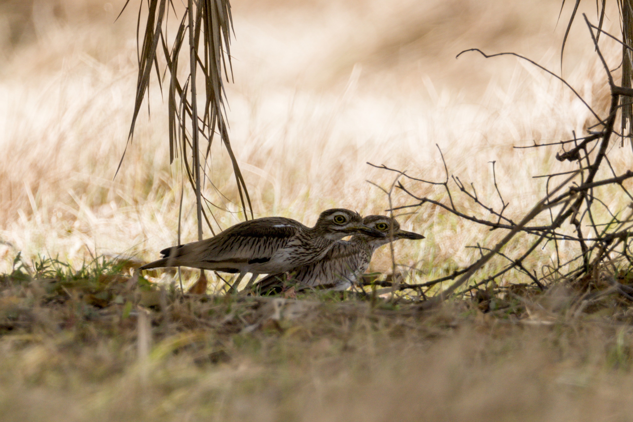 Senegal Thick-knee (Burhinus senegalensis), photo 2
