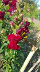 Bombus
