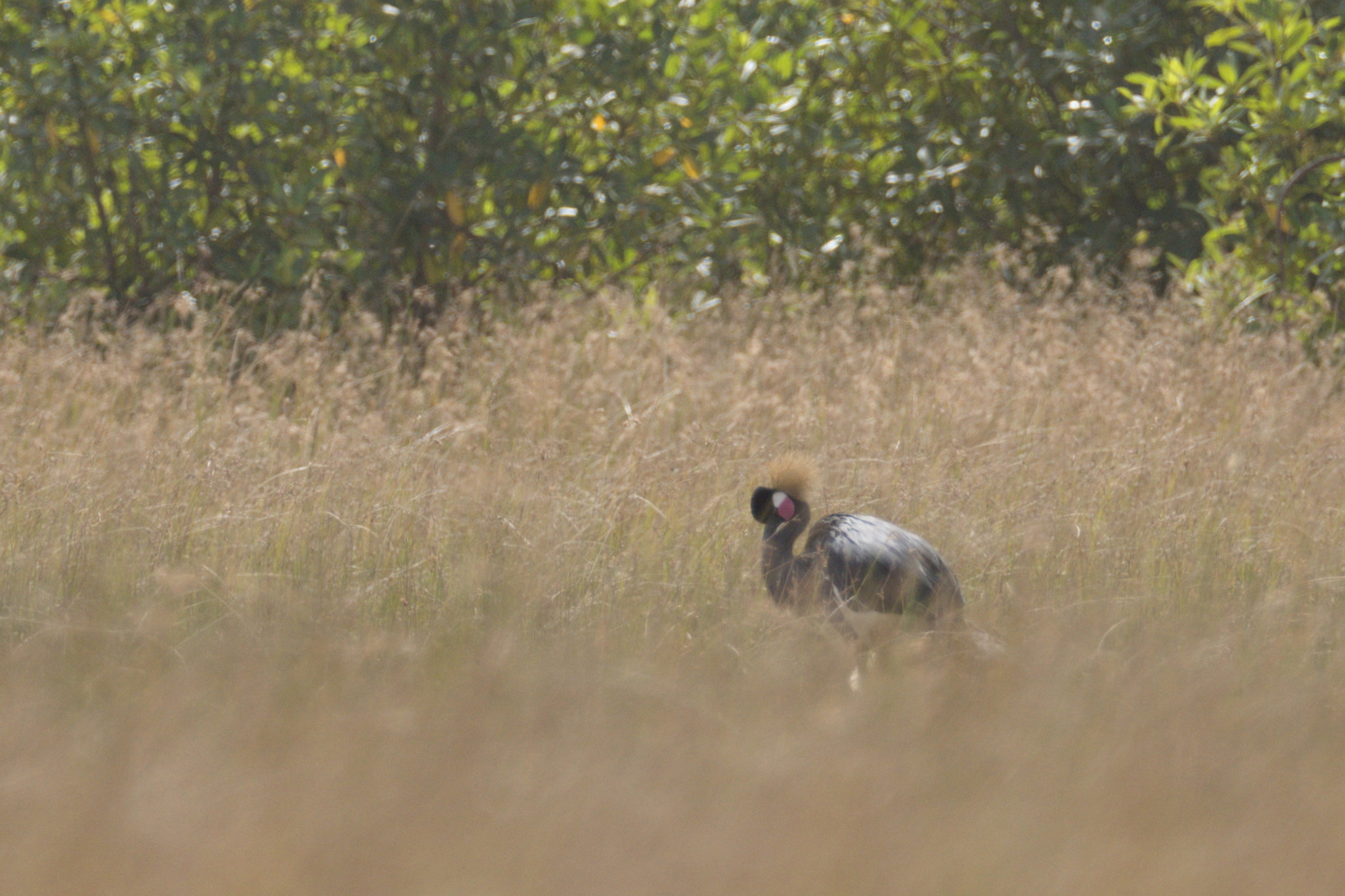 Black Crowned Crane (Balearica pavonina), photo 2