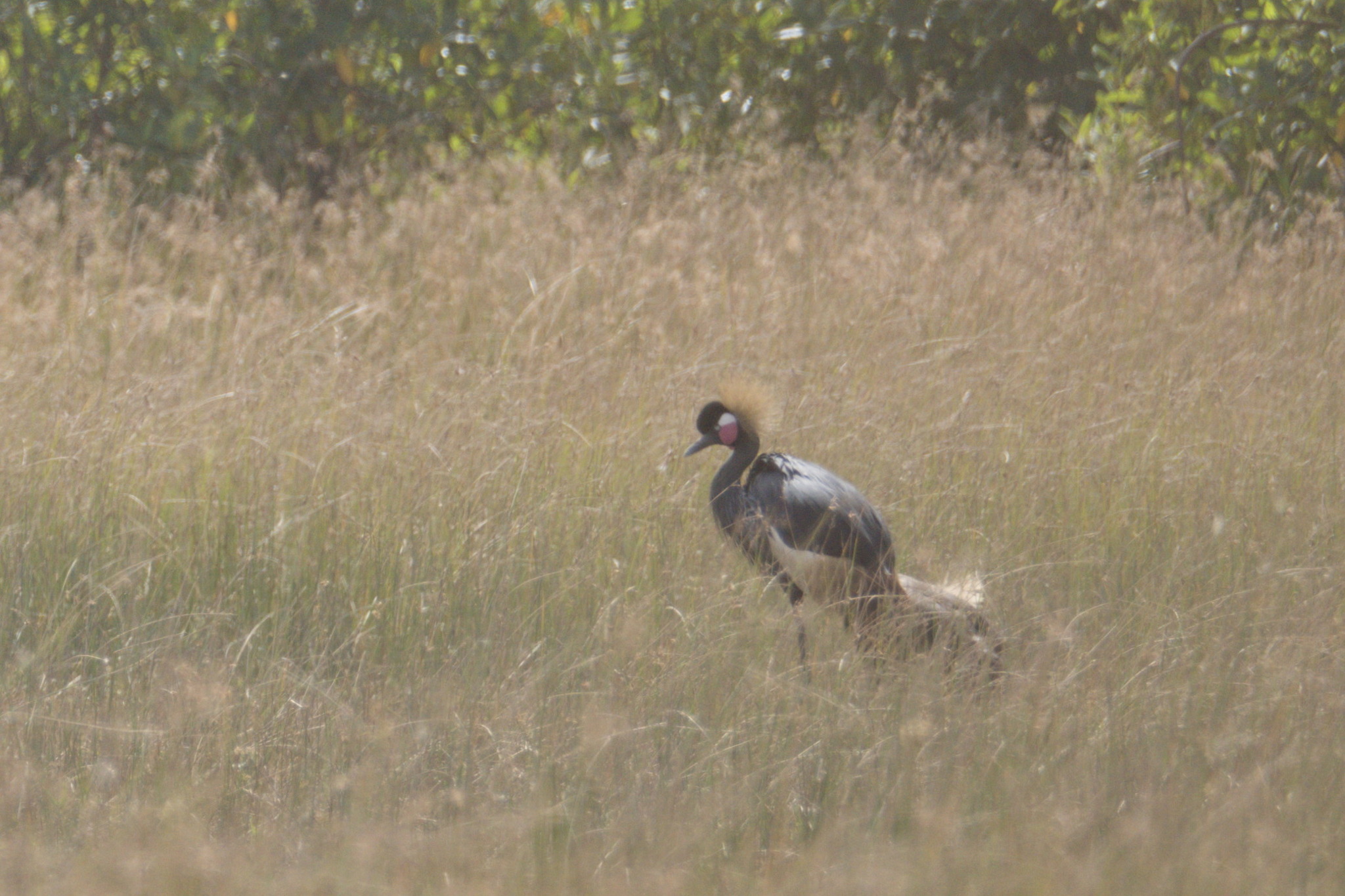 Black Crowned Crane (Balearica pavonina), photo 1
