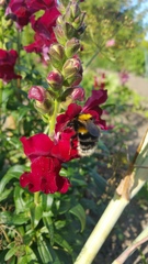 Bombus