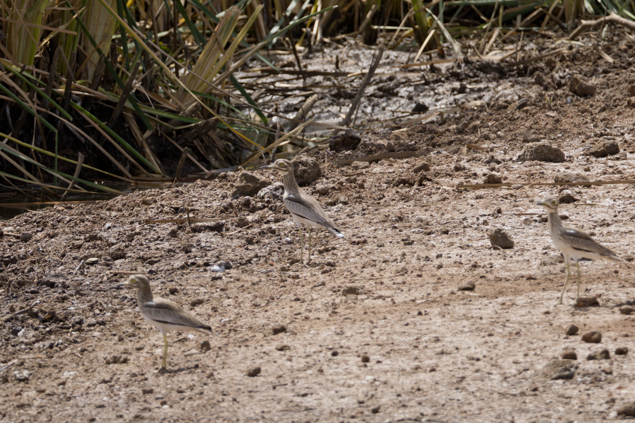 Senegal Thick-knee (Burhinus senegalensis), photo 4