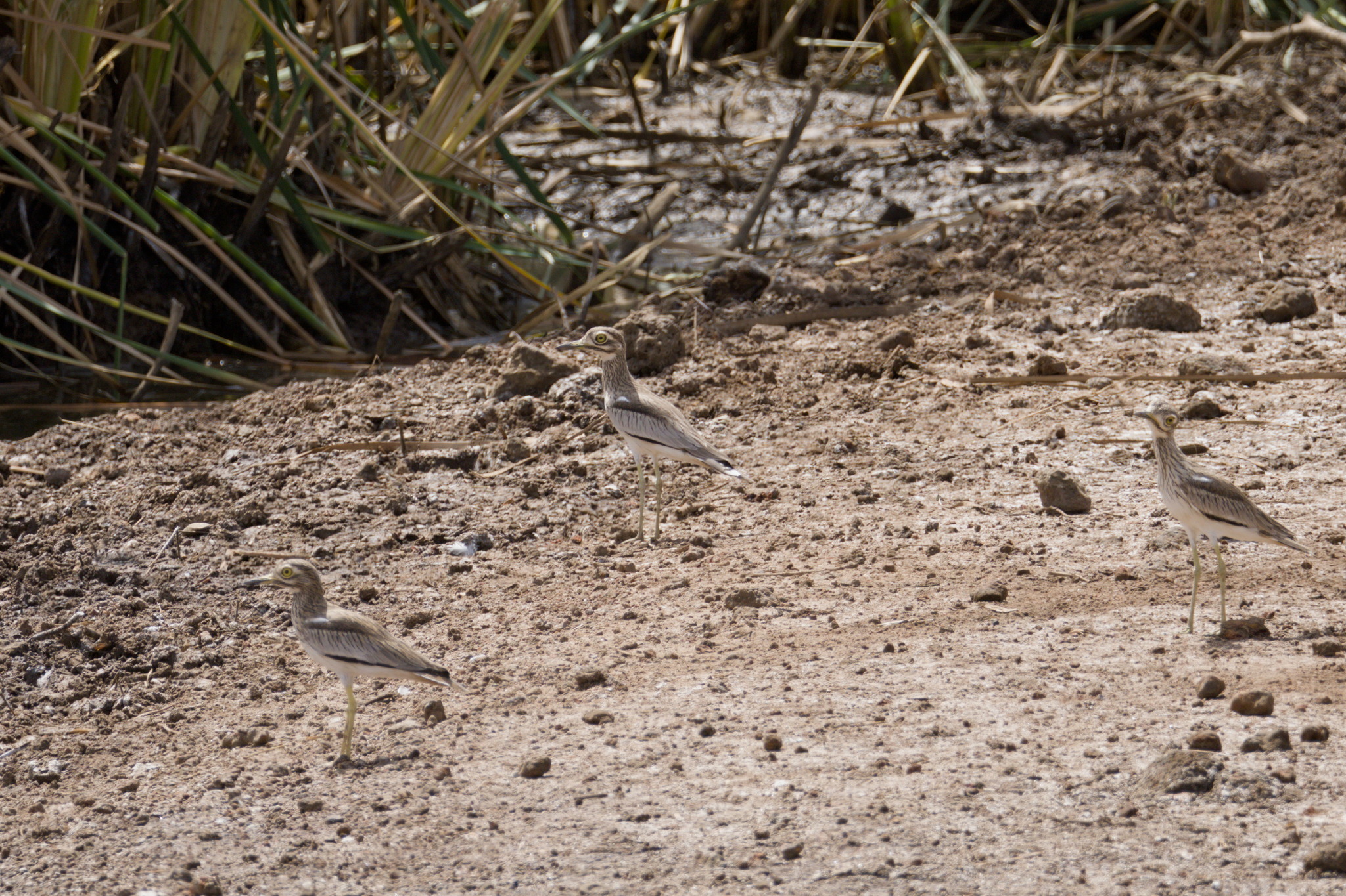 Senegal Thick-knee (Burhinus senegalensis), photo 3