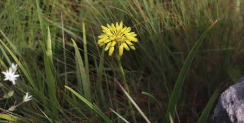 Yellow Barberton Grass Aloe (Aloe craibii)