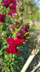 Bombus