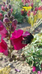 Bombus