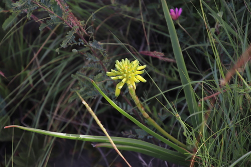 Image of Aloe craibii by (c) Tony Rebelo, some rights reserved (CC BY-SA)
