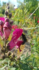 Bombus