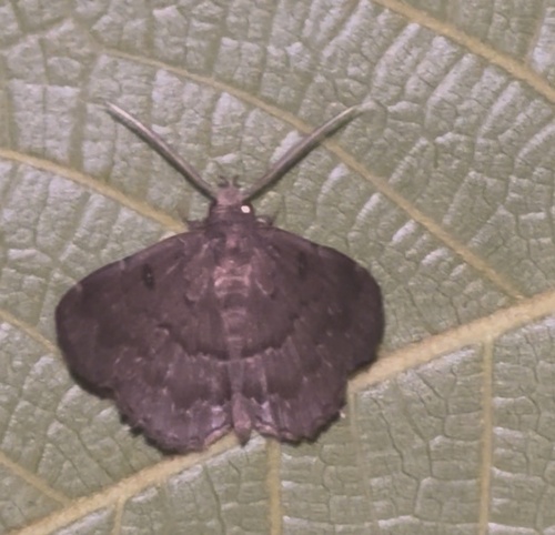 Polypogon, 2026-05-10
