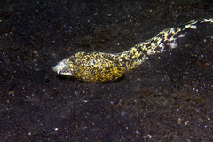 Callechelys marmorata