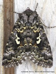 Syngrapha alias