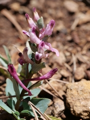 Corydalis rutifolia, photograph (c) Marios Thoma, some rights reserved (CC BY)