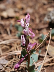 Corydalis rutifolia