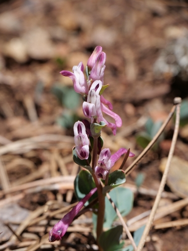 Corydalis rutifolia, photograph 2