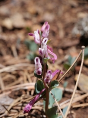 Corydalis rutifolia, photograph (c) Marios Thoma, some rights reserved (CC BY)