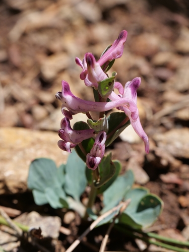 Corydalis rutifolia, photograph 5