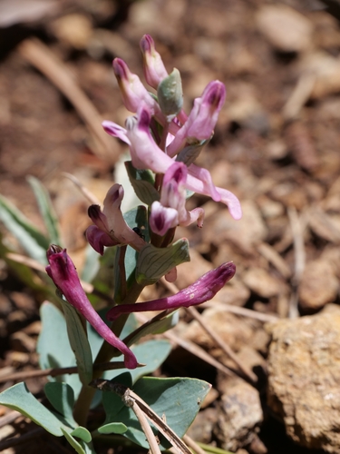 Corydalis rutifolia, photograph 4